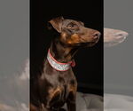 Small #10 Doberman Pinscher