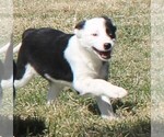 Small #3 Australian Cattle Dog-Border Collie Mix