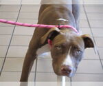 Small American Pit Bull Terrier Mix
