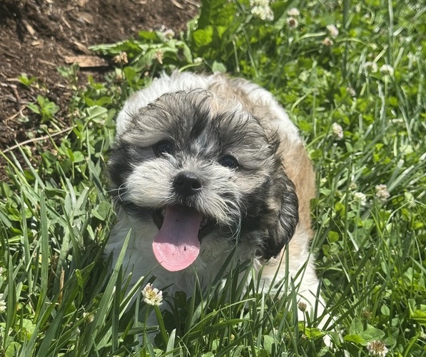 Medium Photo #1 Zuchon Puppy For Sale in CANOGA, NY, USA