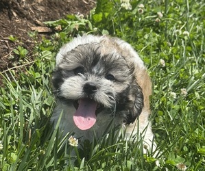 Zuchon Puppy for sale in CANOGA, NY, USA