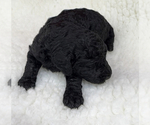 Small Photo #3 Poodle (Standard) Puppy For Sale in COMMERCE, GA, USA