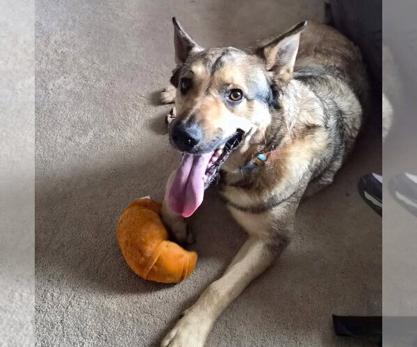 Medium Photo #2 German Shepherd Dog-Unknown Mix Puppy For Sale in Overland Park, KS, USA