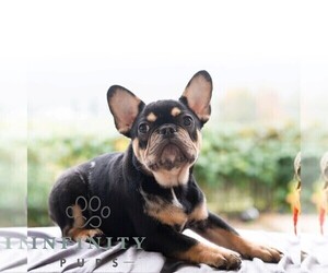 French Bulldog Puppy for sale in REBERSBURG, PA, USA