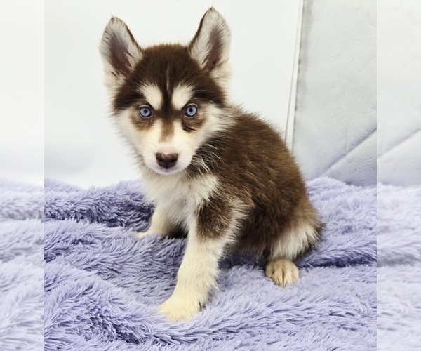 Medium Photo #3 Siberian Husky Puppy For Sale in SANDY HOOK, KY, USA