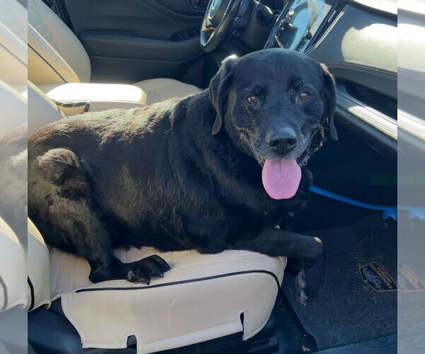 Medium Photo #3 Labrador Retriever Puppy For Sale in Williamsburg, IA, USA
