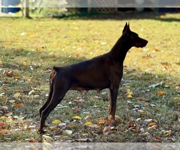 Medium Photo #9 Doberman Pinscher Puppy For Sale in NEWTON, NC, USA