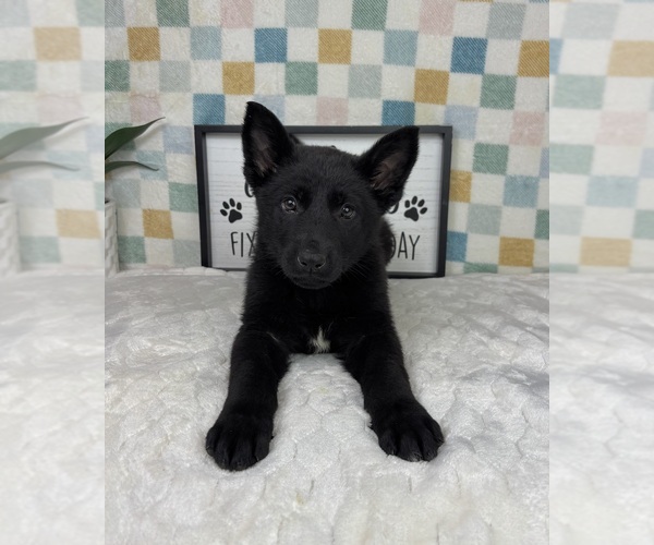 Medium Photo #6 German Shepherd Dog Puppy For Sale in FRANKLIN, IN, USA