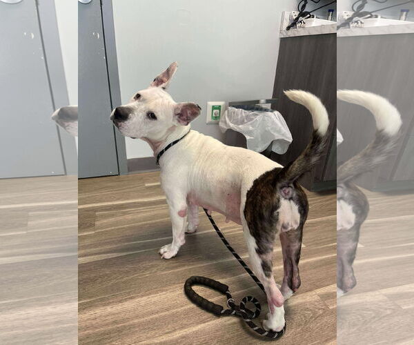 Medium Photo #25 American Pit Bull Terrier-Unknown Mix Puppy For Sale in Derwood, MD, USA