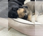 Litter of 9 - Male(s) and Female(s) ShollieLitter of Puppies for Sale - Photo #2