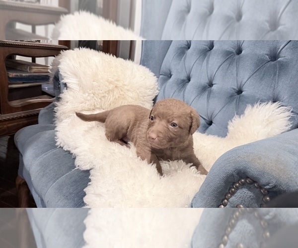 Medium Photo #5 Chesapeake Bay Retriever Puppy For Sale in GREELEY, CO, USA