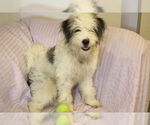 Small #4 Bearded Collie-Wheaten Terrier Mix