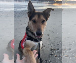 German Shepherd Dog-Unknown Mix Dogs for adoption in Oakhurst, NJ, USA