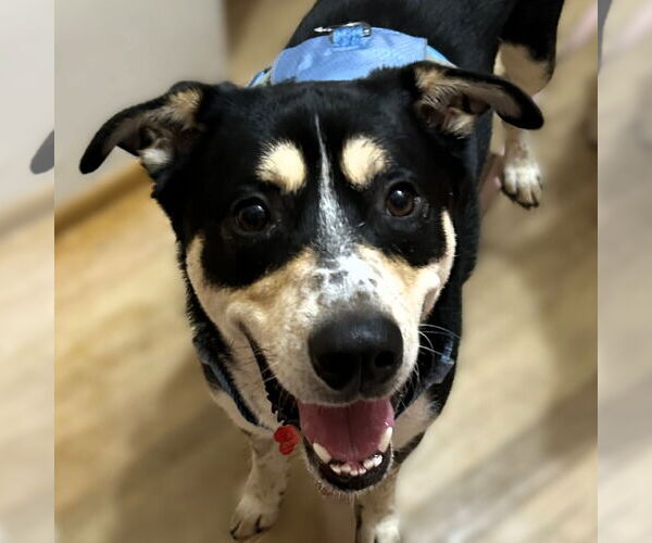 Medium Photo #2 Mutt Puppy For Sale in Fargo, ND, USA