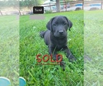 Small Photo #7 Labrador Retriever Puppy For Sale in EAGLE POINT, OR, USA