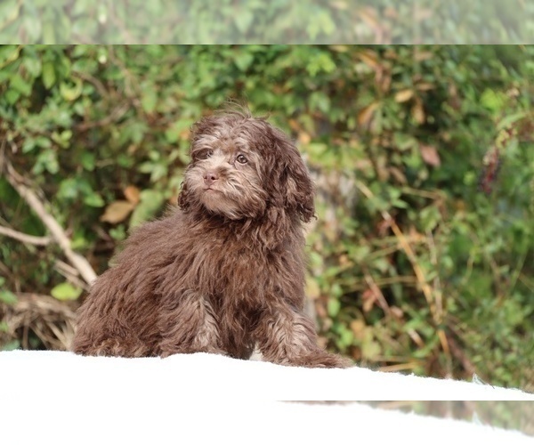 Medium Photo #17 ShihPoo Puppy For Sale in DYERSBURG, TN, USA