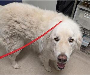 Great Pyrenees Dogs for adoption in Bakersfield, CA, USA