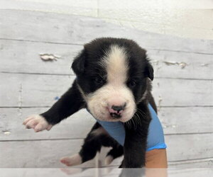 Mutt Dogs for adoption in San Bernardino, CA, USA