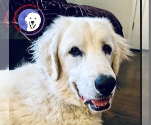 Great Pyrenees Dogs for adoption in Spring, TX, USA