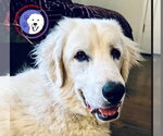 Small Great Pyrenees