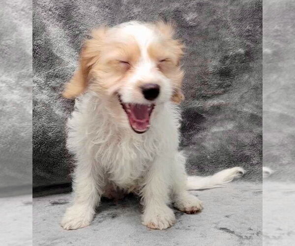 Medium Photo #3 Cavalier King Charles Spaniel Puppy For Sale in Lincolnwood, IL, USA