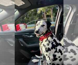 Dalmatian Dogs for adoption in Catasauqua, PA, USA