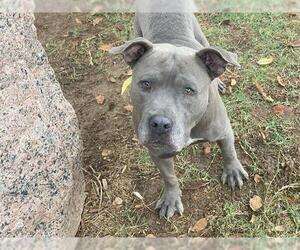 American Pit Bull Terrier Dogs for adoption in Waco, TX, USA