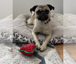 Small Photo #2 Pug-Unknown Mix Puppy For Sale in Corona, CA, USA