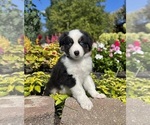 Small #3 Miniature Australian Shepherd