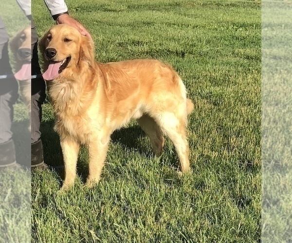 Medium Photo #1 Golden Retriever Puppy For Sale in AUSTIN, KY, USA