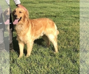 Father of the Golden Retriever puppies born on 07/31/2025