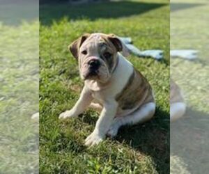 English Bulldogge Litter for sale in JULIAN, PA, USA