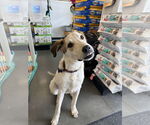 Small #4 Labrador Retriever Mix
