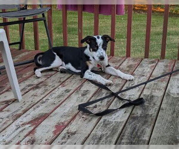 Medium Photo #2 Labrador Retriever-Unknown Mix Puppy For Sale in Sheboygan, WI, USA