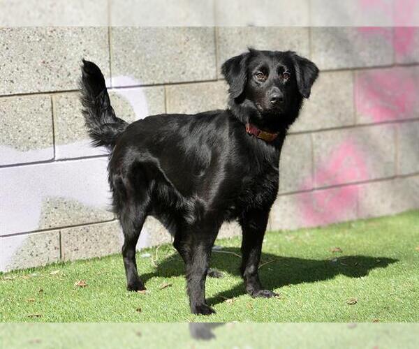 Medium Photo #1 Mutt Puppy For Sale in West Valley, UT, USA