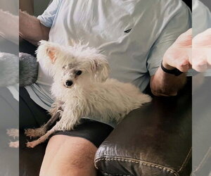 Maltese-Unknown Mix Dogs for adoption in Plantation, FL, USA