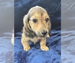 Small #14 Dachshund
