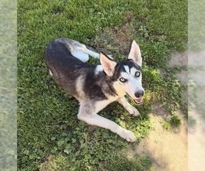 Australian Kelpie-German Shepherd Dog Mix Dogs for adoption in Modesto, CA, USA