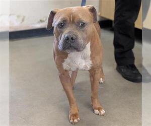 Boxer-Mastiff Mix Dogs for adoption in Camarillo, CA, USA