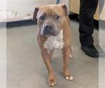 Small Boxer-Mastiff Mix