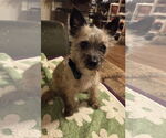 Small #1 Mutt