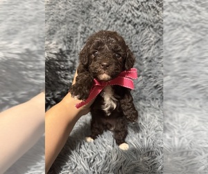 Cavapoo (Toy) Puppy for sale in JEFFERSONVILLE, IN, USA