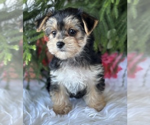 Morkie Puppy for sale in ROCK STREAM, NY, USA