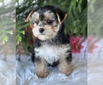 Small Morkie