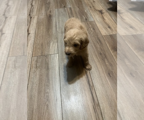 Medium Photo #17 Goldendoodle Puppy For Sale in LASCASSAS, TN, USA
