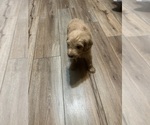 Small Photo #17 Goldendoodle Puppy For Sale in LASCASSAS, TN, USA