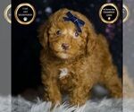 Puppy Tabasco AKC Poodle (Toy)