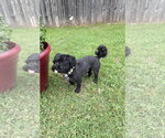 Small Shih Tzu