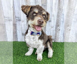 Mutt Dogs for adoption in Corona, CA, USA