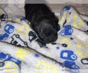 French Bulldog Puppy for sale in HOUSTON, TX, USA